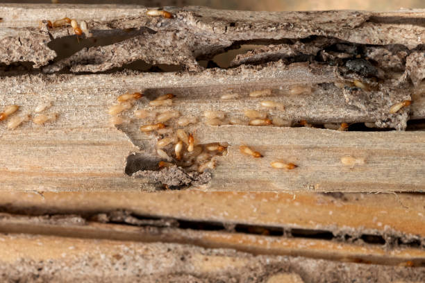 Best Pest Control for Businesses  in Lexington, MS